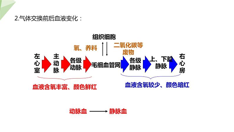 4.4.3 输送血液的泵——心脏 第2课时 课件2023-2024学年初中生物人教版七年级下册07