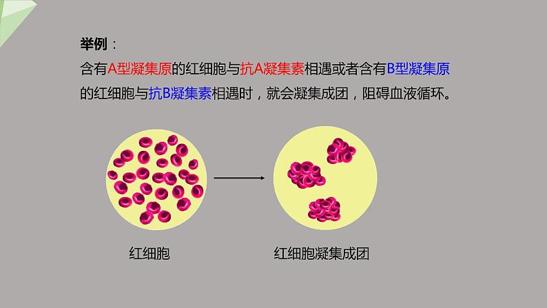 4.4.4 输血和血型 课件2023-2024学年初中生物人教版七年级下册第7页