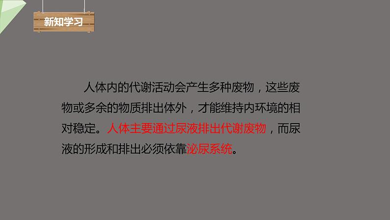 4.5 人体内废物的排出 课件2023-2024学年初中生物人教版七年级下册第4页