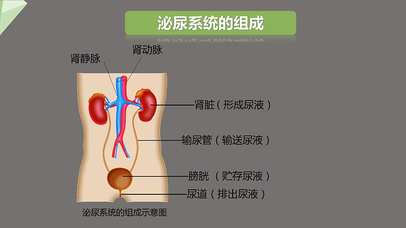 4.5 人体内废物的排出 课件2023-2024学年初中生物人教版七年级下册第5页