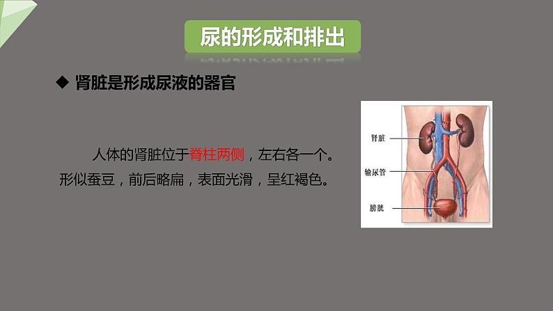 4.5 人体内废物的排出 课件2023-2024学年初中生物人教版七年级下册第7页