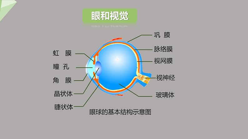 4.6.1 人体对外界环境的感知 第1课时 课件2023-2024学年初中生物人教版七年级下册第5页