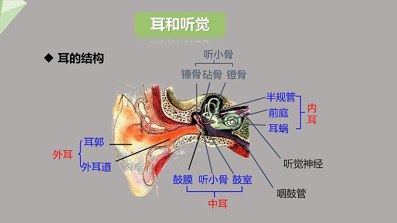 4.6.1 人体对外界环境的感知 第2课时 课件2023-2024学年初中生物人教版七年级下册05