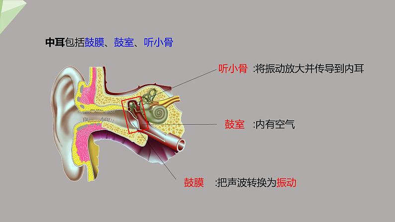 4.6.1 人体对外界环境的感知 第2课时 课件2023-2024学年初中生物人教版七年级下册07