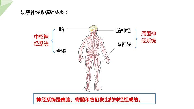 4.6.2 神经系统的组成 课件2023-2024学年初中生物人教版七年级下册06