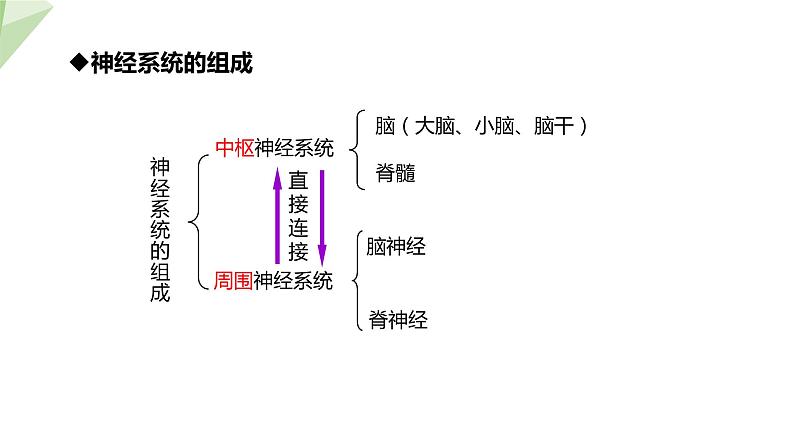 4.6.2 神经系统的组成 课件2023-2024学年初中生物人教版七年级下册07