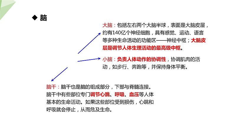 4.6.2 神经系统的组成 课件2023-2024学年初中生物人教版七年级下册08