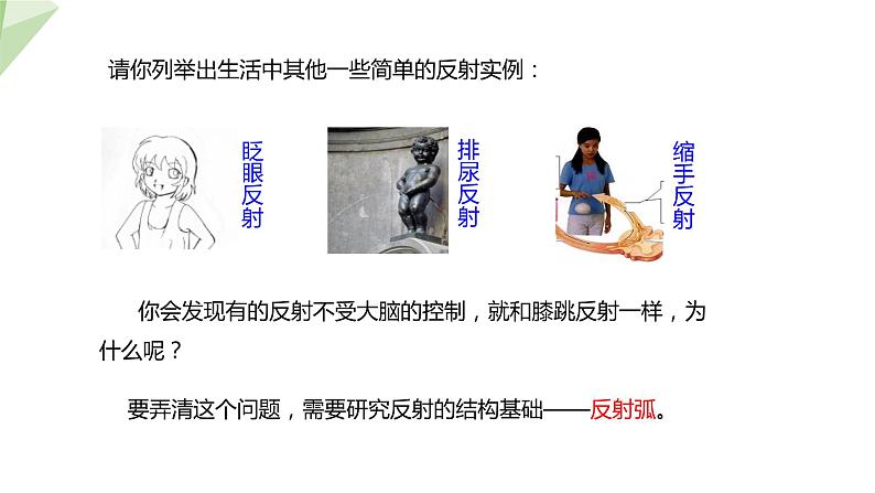 4.6.3 神经调节的基本方式 课件2023-2024学年初中生物人教版七年级下册07