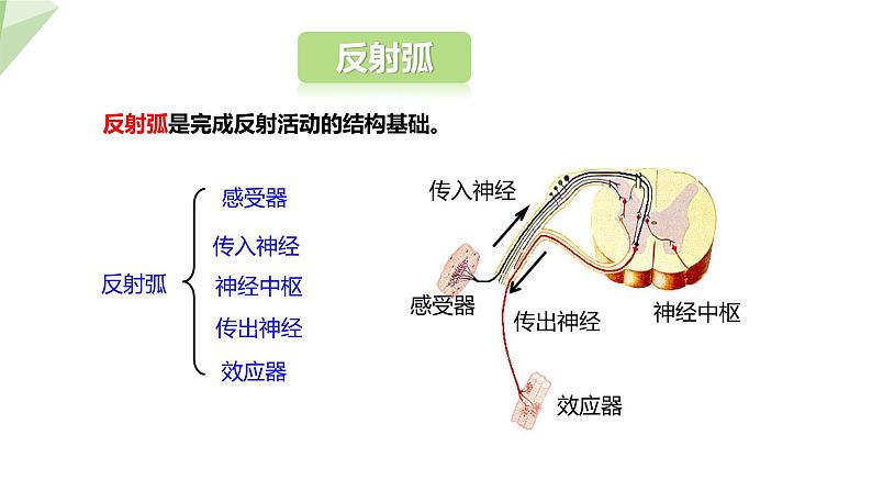 4.6.3 神经调节的基本方式 课件2023-2024学年初中生物人教版七年级下册08