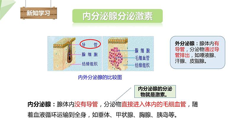 4.6.4 激素调节 课件2023-2024学年初中生物人教版七年级下册04