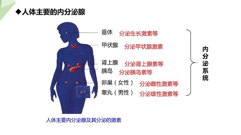 4.6.4 激素调节 课件2023-2024学年初中生物人教版七年级下册06