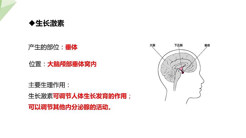 4.6.4 激素调节 课件2023-2024学年初中生物人教版七年级下册08