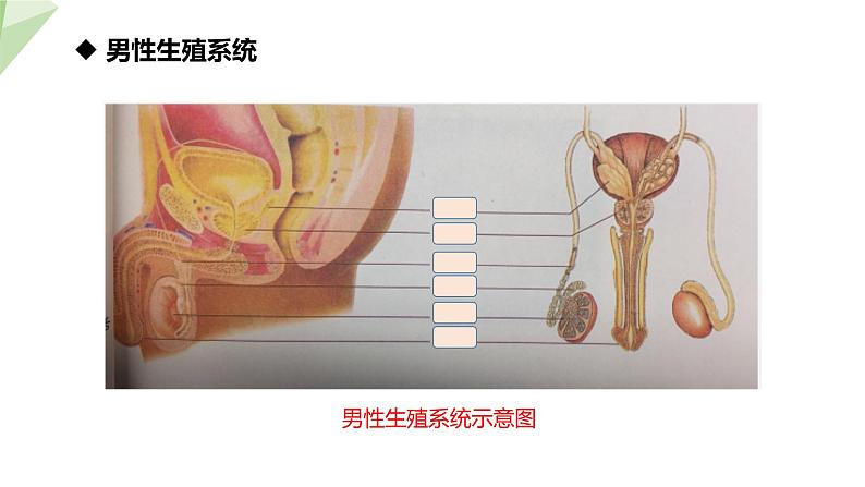 6.1.3 人的生殖和胚胎发育 课件初中生物冀少版八年级下册第6页