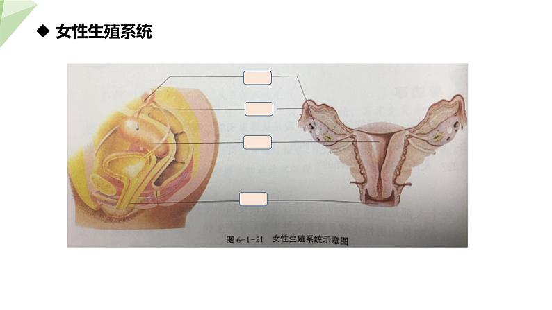 6.1.3 人的生殖和胚胎发育 课件初中生物冀少版八年级下册第8页