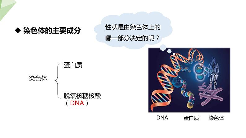 6.2.1 第2课时 遗传的物质基础 课件初中生物冀少版八年级下册06