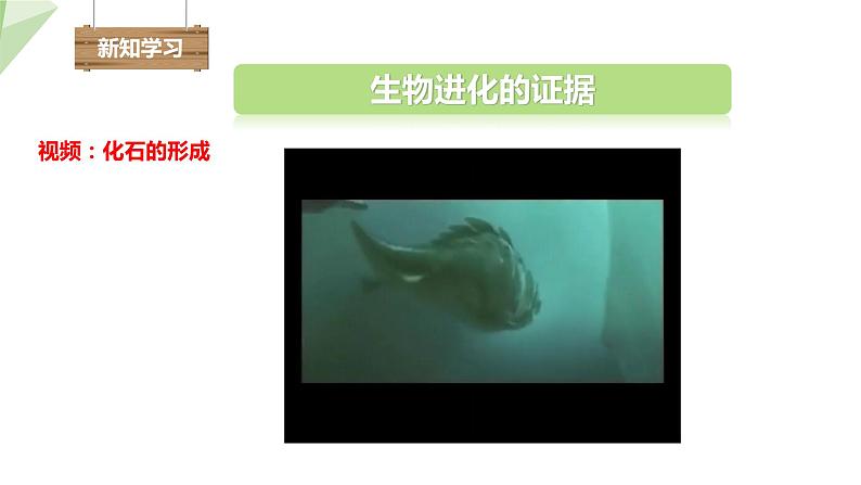 6.3.2 生物的进化 第1课时 生物进化的历程 课件初中生物冀少版八年级下册04