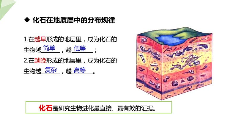 6.3.2 生物的进化 第1课时 生物进化的历程 课件初中生物冀少版八年级下册08