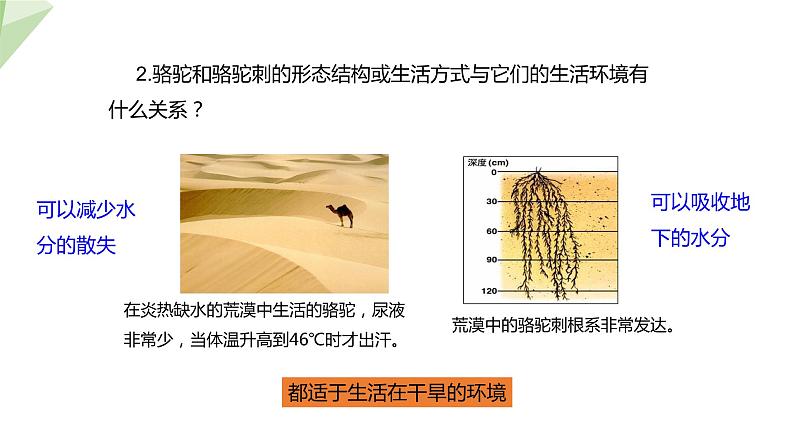 7.1.2 生物对环境的适应和影响 课件初中生物冀少版八年级下册第5页