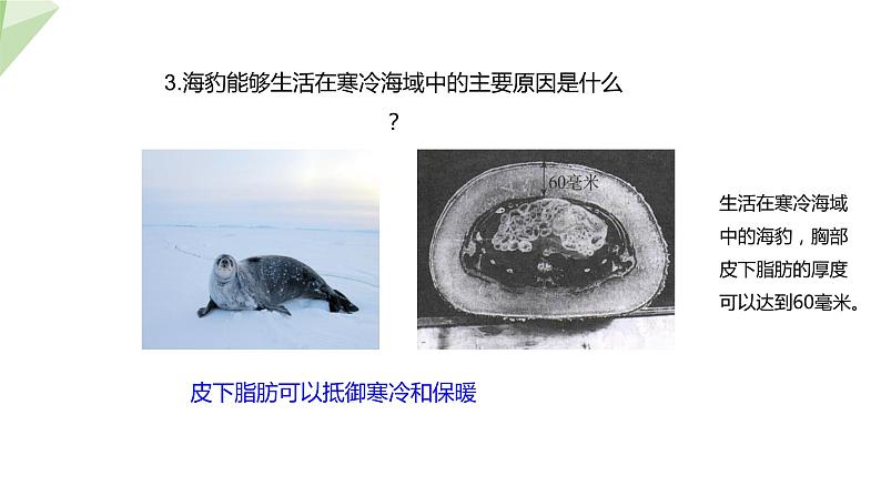 7.1.2 生物对环境的适应和影响 课件初中生物冀少版八年级下册第6页