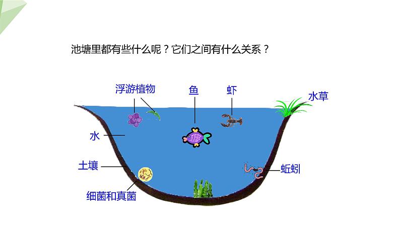 7.2.1 生态系统的组成和类型 课件初中生物冀少版八年级下册06