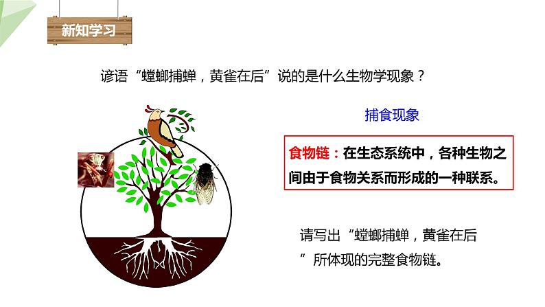 7.2.2 食物链和食物网 课件初中生物冀少版八年级下册04