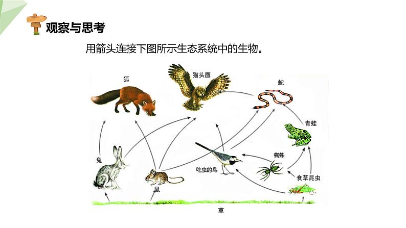 7.2.2 食物链和食物网 课件初中生物冀少版八年级下册07