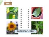 7.1.1 植物的生殖 课件  初中生物人教版八年级下册