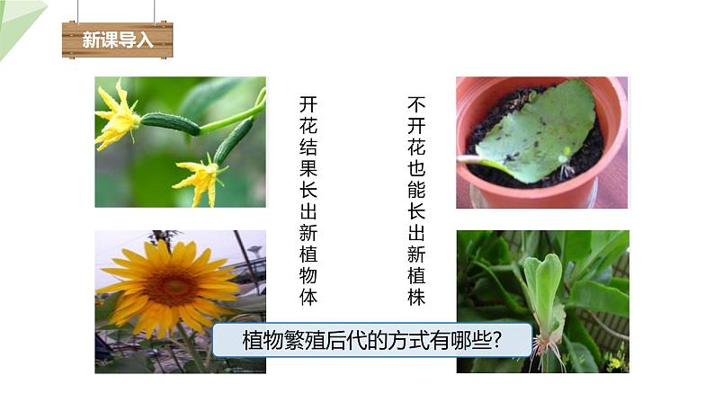 7.1.1 植物的生殖 课件  初中生物人教版八年级下册02