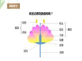 7.1.1 植物的生殖 课件  初中生物人教版八年级下册