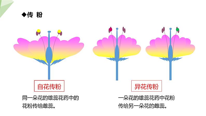 7.1.1 植物的生殖 课件  初中生物人教版八年级下册07