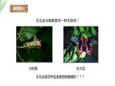 7.1.2 昆虫的生殖和发育 课件  初中生物人教版八年级下册