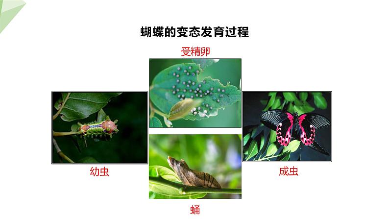 7.1.2 昆虫的生殖和发育 课件  初中生物人教版八年级下册03