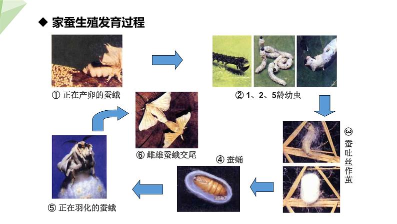 7.1.2 昆虫的生殖和发育 课件  初中生物人教版八年级下册07