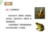 7.1.3 两栖动物的生殖和发育 课件  初中生物人教版八年级下册