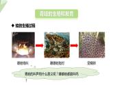 7.1.3 两栖动物的生殖和发育 课件  初中生物人教版八年级下册