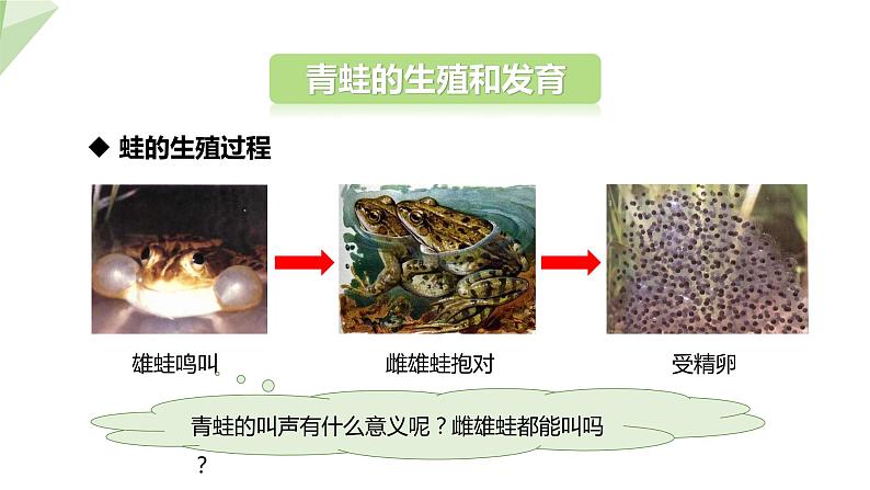 7.1.3 两栖动物的生殖和发育 课件  初中生物人教版八年级下册05