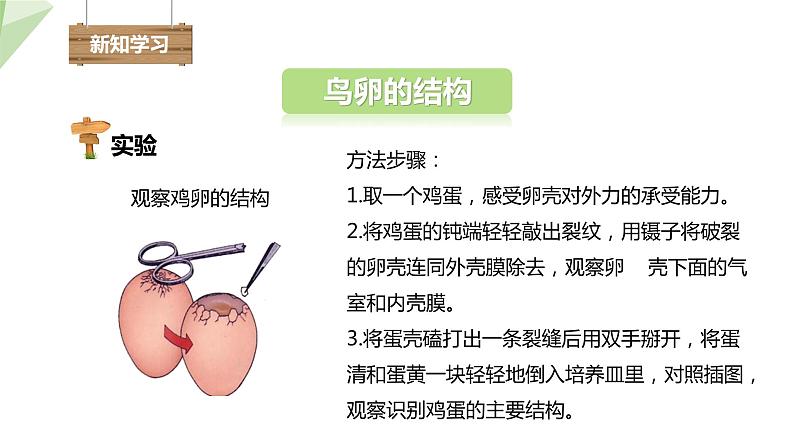 7.1.4 鸟的生殖和发育 课件2023-2024学年初中生物人教版八年级下册第4页