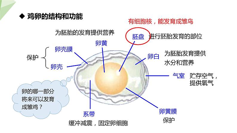 7.1.4 鸟的生殖和发育 课件2023-2024学年初中生物人教版八年级下册第5页