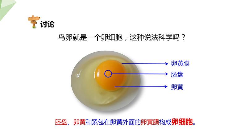 7.1.4 鸟的生殖和发育 课件2023-2024学年初中生物人教版八年级下册第6页