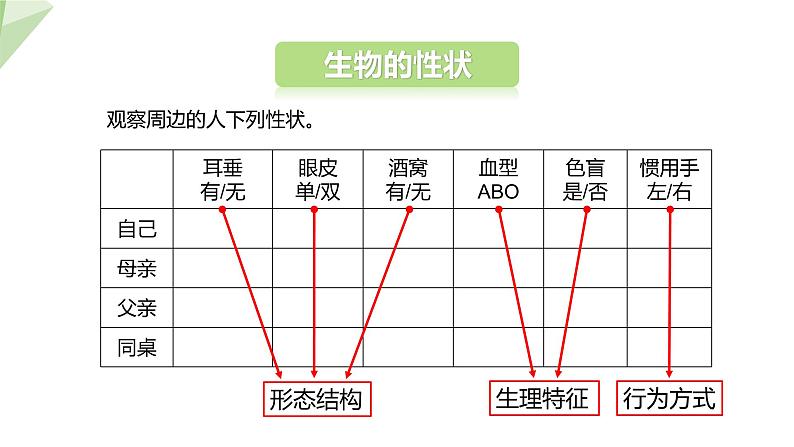 7.2.1 基因控制生物的性状 课件  初中生物人教版八年级下册06