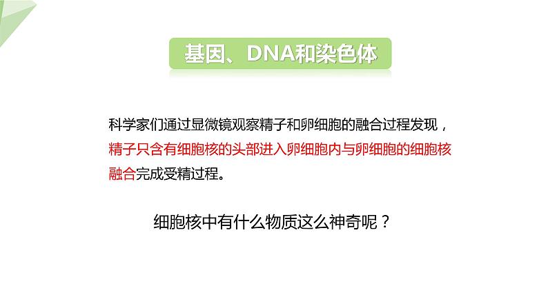 7.2.2 基因在亲子代间的传递 课件2023-2024学年初中生物人教版八年级下册第5页