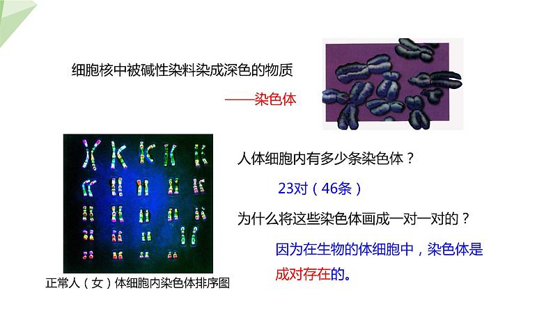 7.2.2 基因在亲子代间的传递 课件2023-2024学年初中生物人教版八年级下册第6页