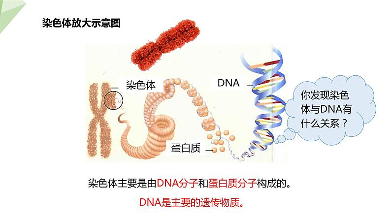 7.2.2 基因在亲子代间的传递 课件2023-2024学年初中生物人教版八年级下册第7页