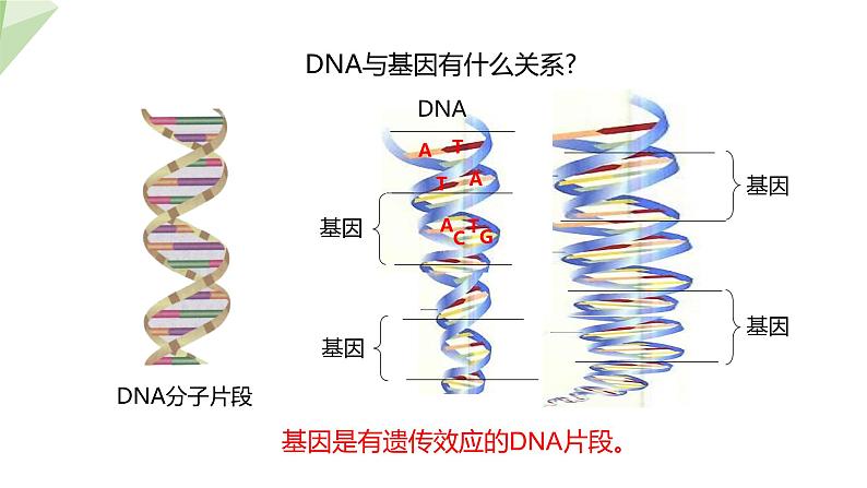 7.2.2 基因在亲子代间的传递 课件2023-2024学年初中生物人教版八年级下册第8页