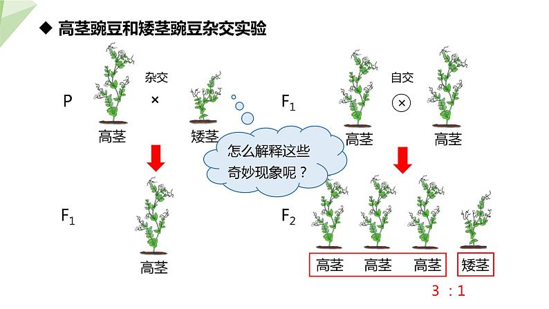 7.2.3 基因的显性和隐性 课件  初中生物人教版八年级下册07