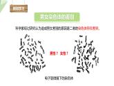 7.2.4 人的性别遗传 课件  初中生物人教版八年级下册