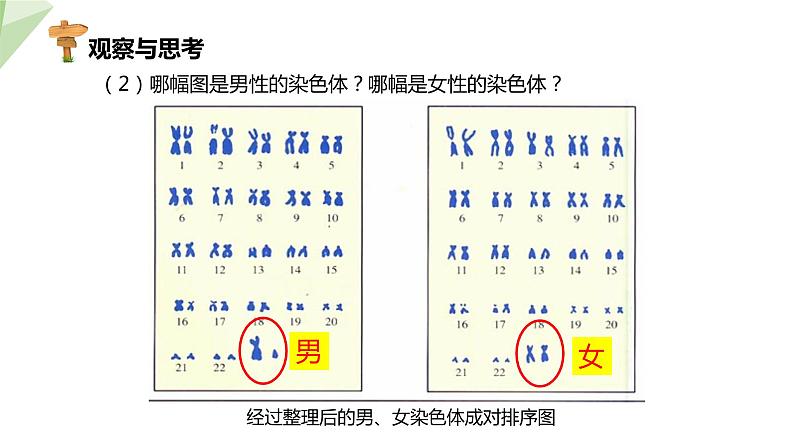 7.2.4 人的性别遗传 课件  初中生物人教版八年级下册06