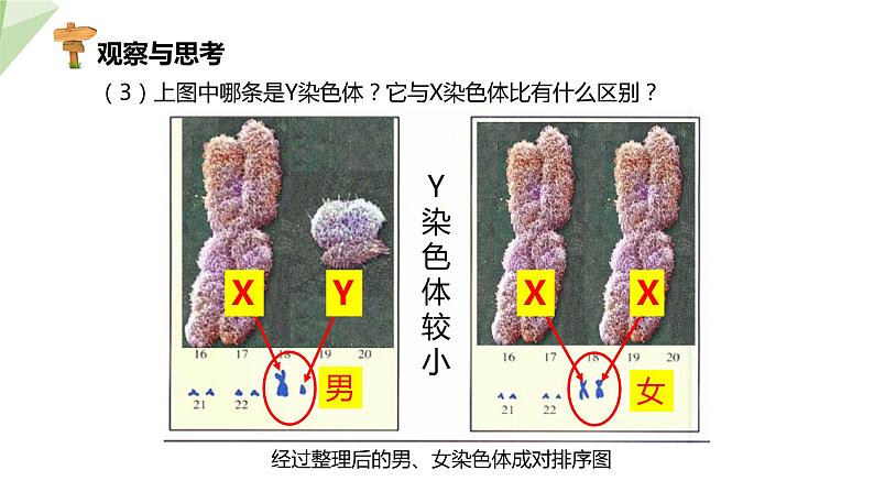 7.2.4 人的性别遗传 课件  初中生物人教版八年级下册07