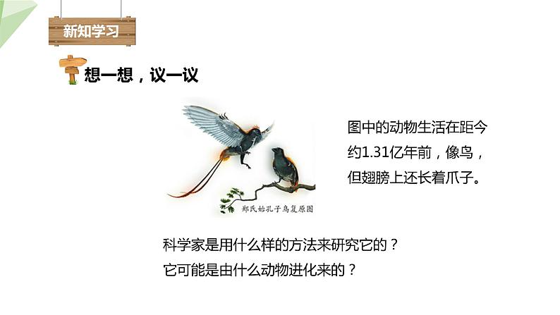 7.3.2 生物进化的历程 课件  初中生物人教版八年级下册04