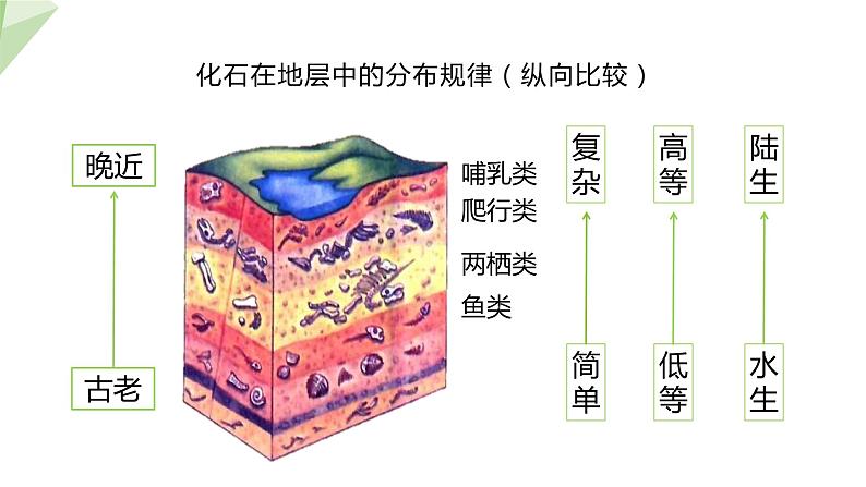 7.3.2 生物进化的历程 课件  初中生物人教版八年级下册06